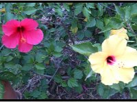 2012 09 18 2703-border  Prachtige bloemen